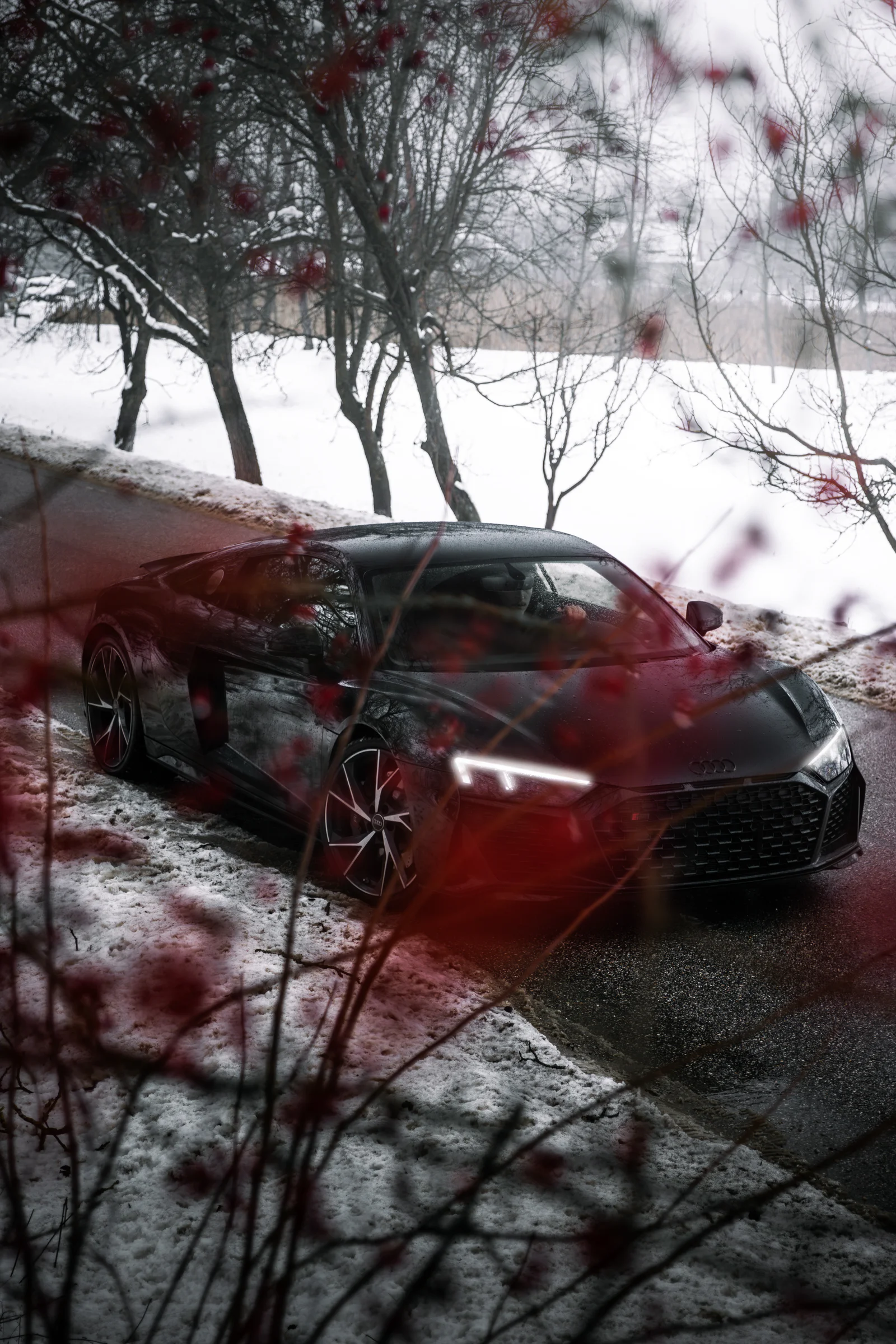 Portrait of the R8 through soft red berries and winter branches